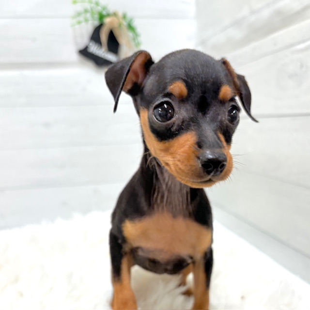 愛知県のミニチュアピンシャー (犬の家＆猫の里豊田店/2025年10月28日生まれ/女の子/ブラックタン)の子犬の4枚目の画像