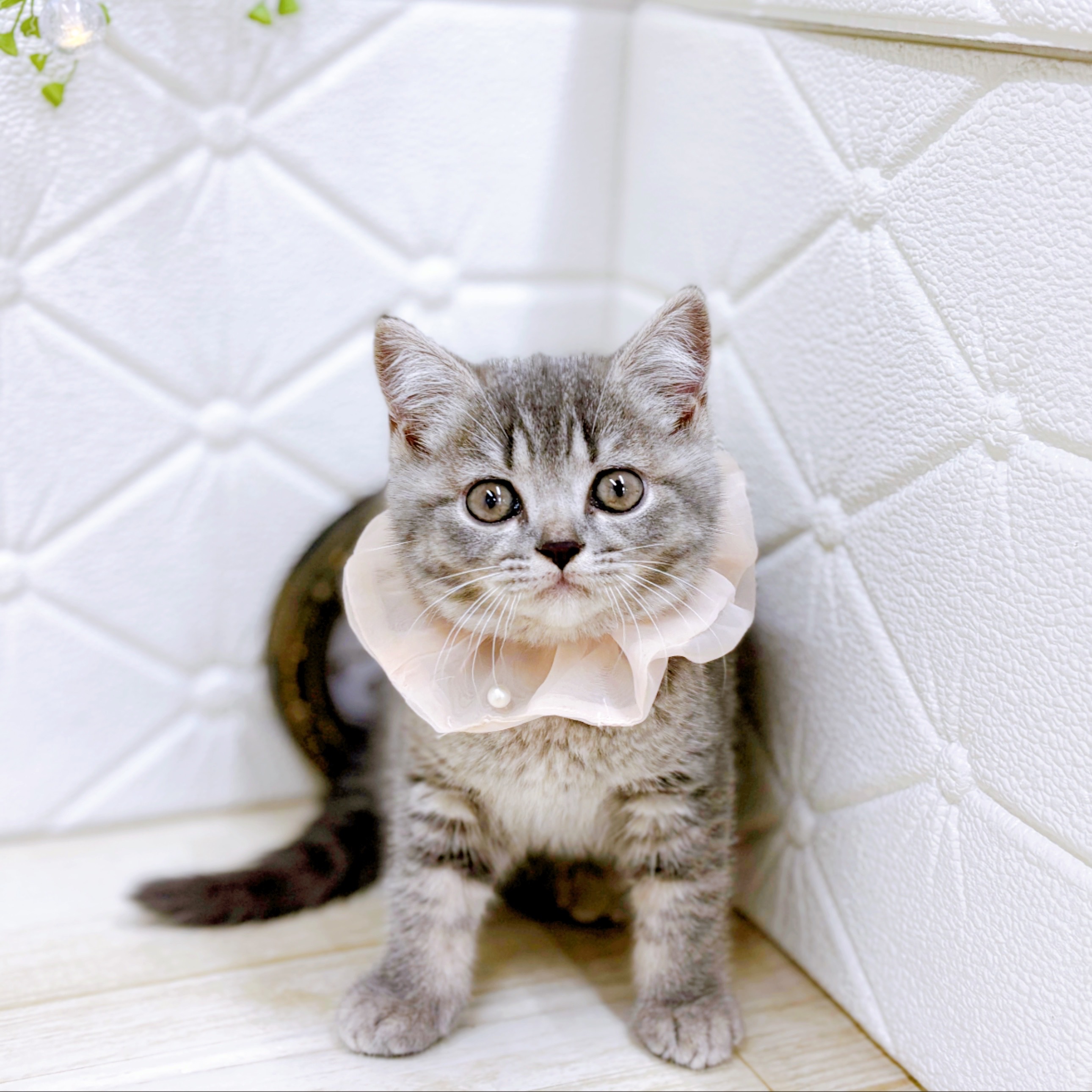 福井県のスコティッシュフォールド (犬の家＆猫の里アミーゴ福井店/2025年10月30日生まれ/女の子/ブルータビー)の子猫の4枚目の画像