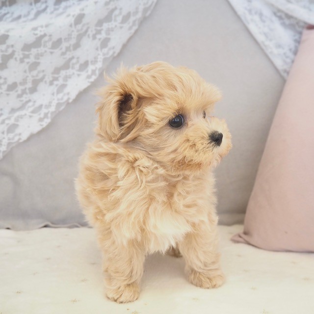 大阪府のマルプー(マルチーズ×プードル) (犬の家＆猫の里もりのみやキューズモールBASE店/2025年10月27日生まれ/女の子/クリーム)の子犬の4枚目の画像