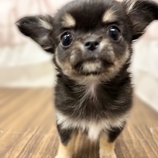 兵庫県のチワワ(ロング) (犬の家＆猫の里カナート西神戸店/2025年10月21日生まれ/女の子/ブラックタンホワイト)の子犬の4枚目の画像