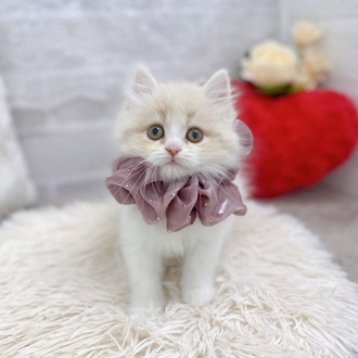 滋賀県のスコティッシュストレート (犬の家＆猫の里長浜店/2025年10月28日生まれ/女の子/クリームタビーホワイト)の子猫の4枚目の画像