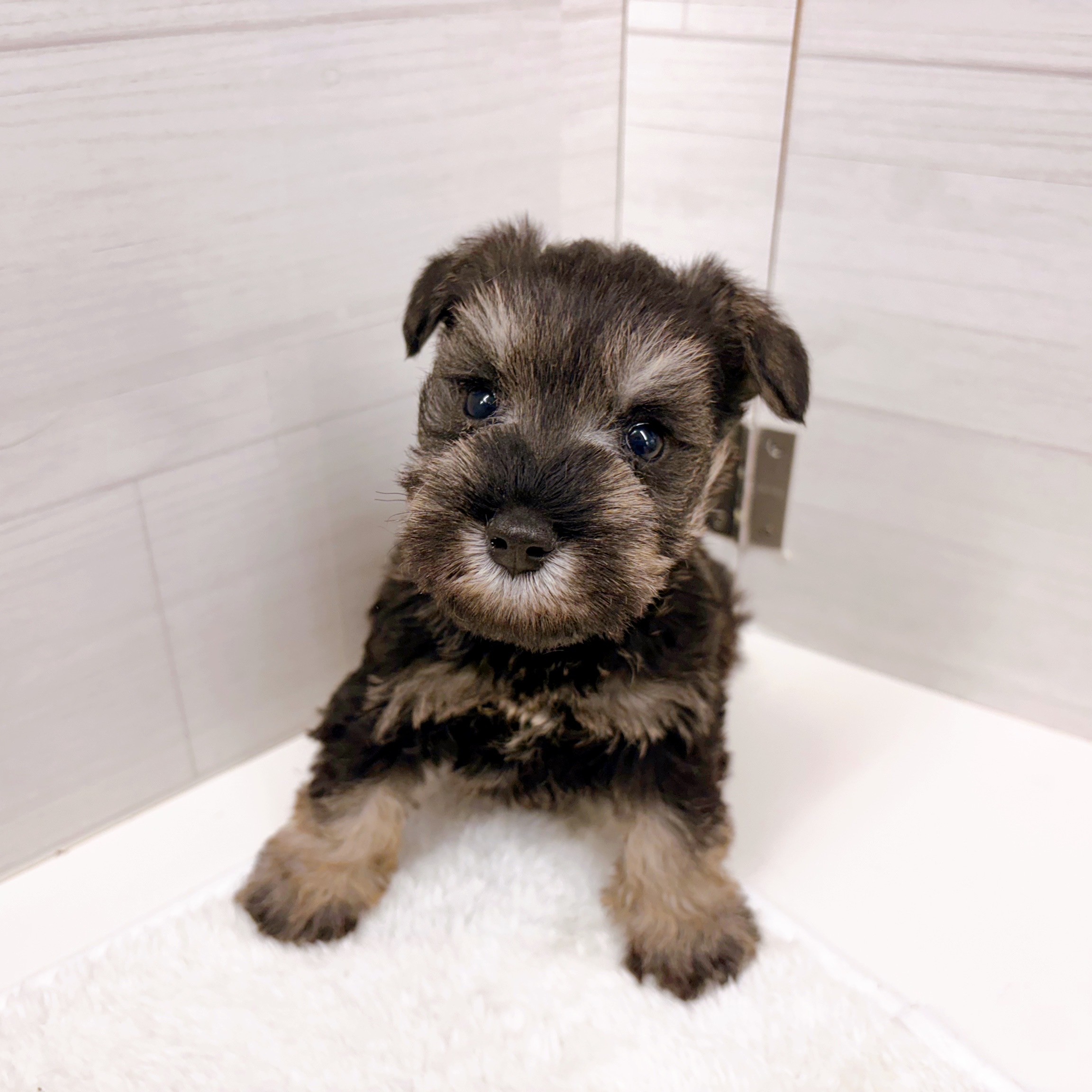 石川県のミニチュアシュナウザー (犬の家＆猫の里アミーゴ金沢おこばた店/2025年10月25日生まれ/女の子/ソルトペッパー)の子犬の4枚目の画像