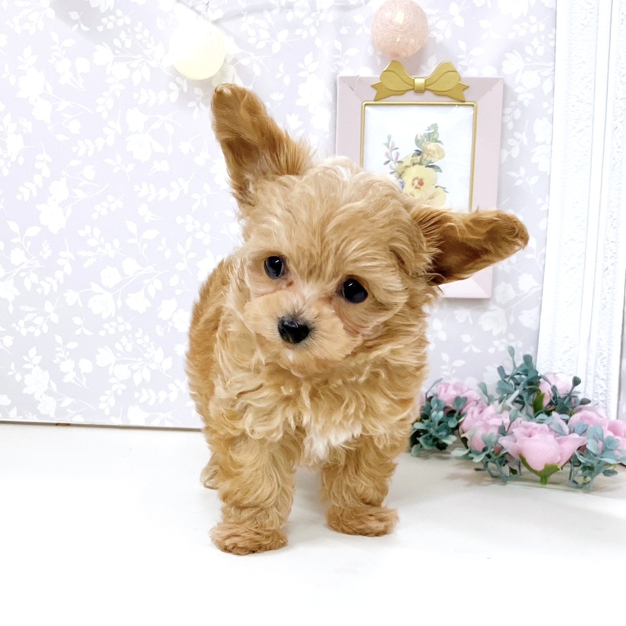 富山県のチワプー/プーチー(チワワ×プードル) (犬の家＆猫の里アミーゴ高岡蓮花寺店/2025年10月29日生まれ/女の子/レッド)の子犬の4枚目の画像