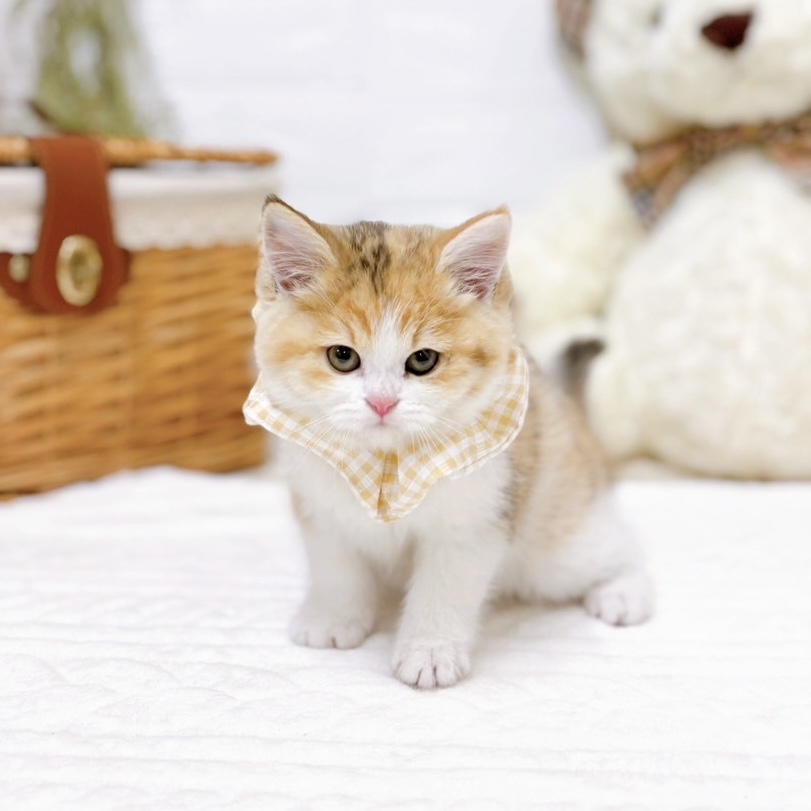 滋賀県のスコティッシュフォールド (犬の家＆猫の里近江八幡店/2025年10月25日生まれ/女の子/ブラウンパッチドタビーホワイト)の子猫の4枚目の画像