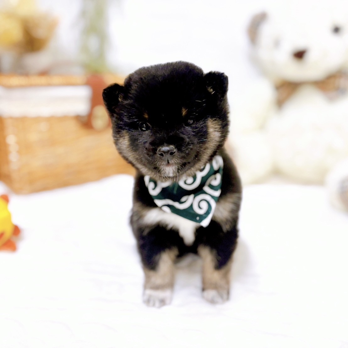 滋賀県の豆柴 黒 男の子のご紹介(198107) | ペットショップ 犬の家&猫