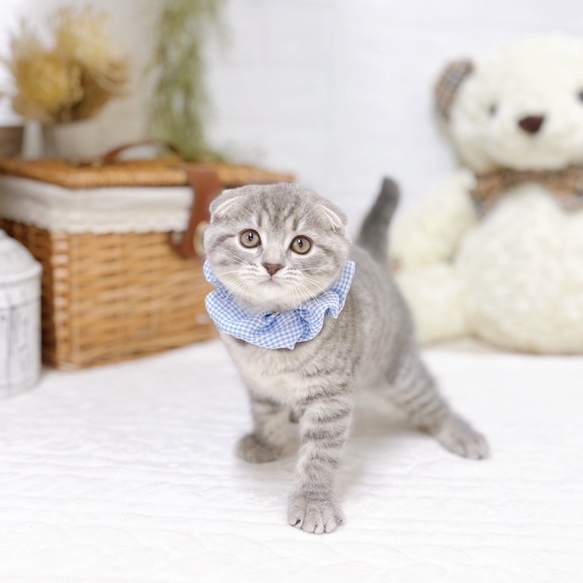 滋賀県のスコティッシュフォールド (犬の家＆猫の里近江八幡店/2025年10月30日生まれ/男の子/ブルータビー)の子猫の4枚目の画像