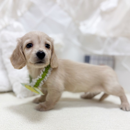 岐阜県のミニチュアダックスフンド(ロング) (犬の家＆猫の里カラフルタウン岐阜店/2025年10月31日生まれ/男の子/イエロー)の子犬の4枚目の画像