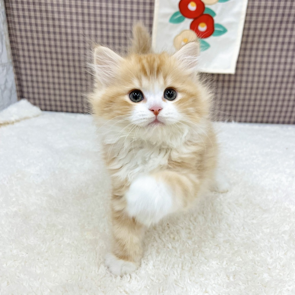 愛知県のサイベリアン (犬の家＆猫の里エアポートウォーク店/2025年10月24日生まれ/男の子/レッドタビーホワイト)の子猫の4枚目の画像