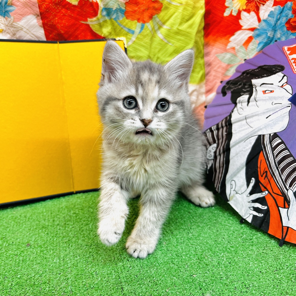 愛知県のサイベリアン (犬の家＆猫の里名古屋天白店/2025年10月24日生まれ/女の子/ブルーパッチドタビーホワイト)の子猫の4枚目の画像