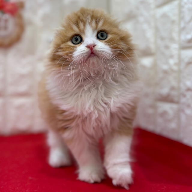 岡山県のスコティッシュフォールド (犬の家＆猫の里倉敷店/2025年10月29日生まれ/男の子/レッドタビーホワイト)の子猫の4枚目の画像