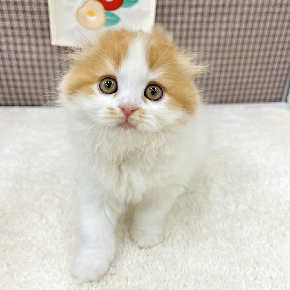 愛知県のスコティッシュフォールド (犬の家＆猫の里エアポートウォーク店/2025年10月29日生まれ/女の子/レッドタビーホワイト)の子猫の4枚目の画像