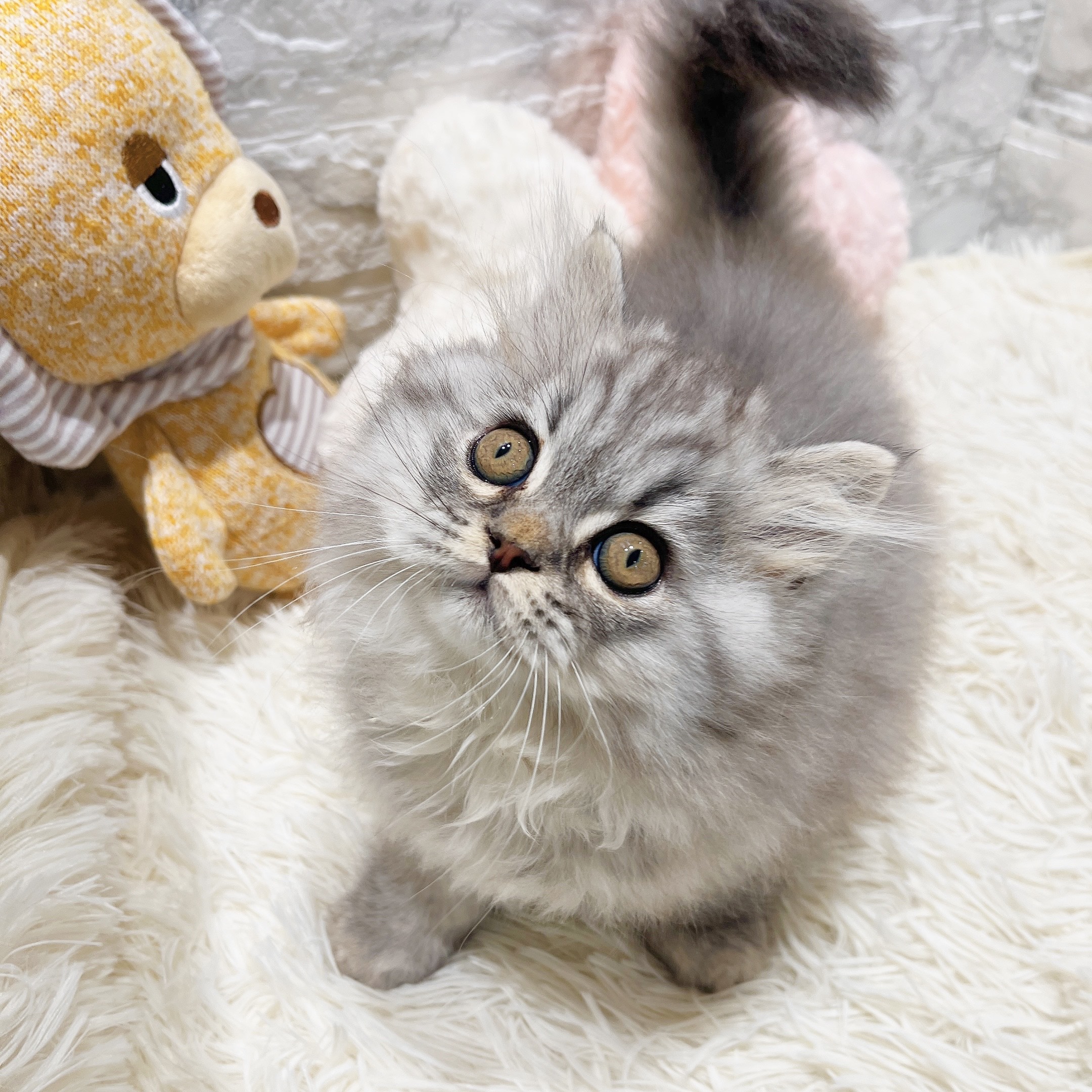 愛知県のスコティッシュストレート (犬の家＆猫の里MiO香久山店/2025年10月30日生まれ/男の子/シルバータビー)の子猫の4枚目の画像