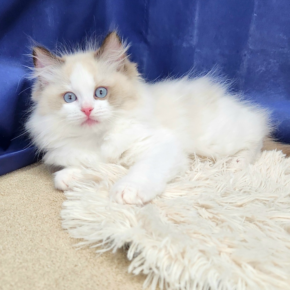 岐阜県のラグドール (犬の家＆猫の里中津川店/2025年11月1日生まれ/男の子/シールポイントバイカラー)の子猫の4枚目の画像