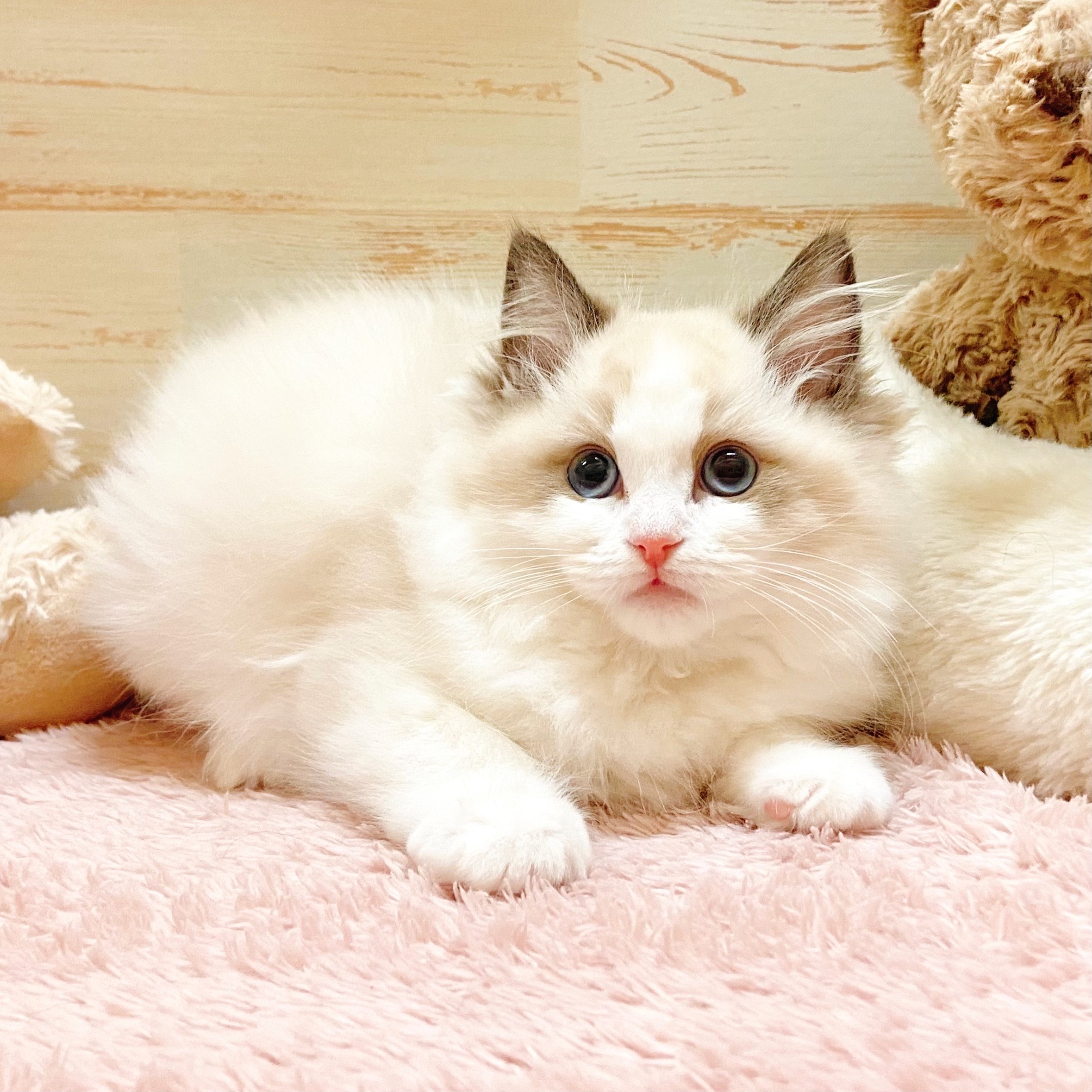 兵庫県のラグドール (犬の家＆猫の里神戸店/2025年11月1日生まれ/女の子/シールポイントバイカラー)の子猫の4枚目の画像