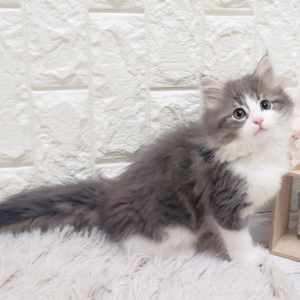 岡山県のノルウェージャンフォレストキャット (犬の家＆猫の里岡山店/2025年10月29日生まれ/女の子/ブルータビーホワイト)の子猫の4枚目の画像