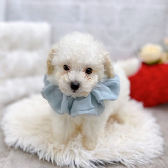 滋賀県のトイプードル(トイ) (犬の家＆猫の里長浜店/2025年10月30日生まれ/男の子/ペールフォーン)の子犬の4枚目の画像