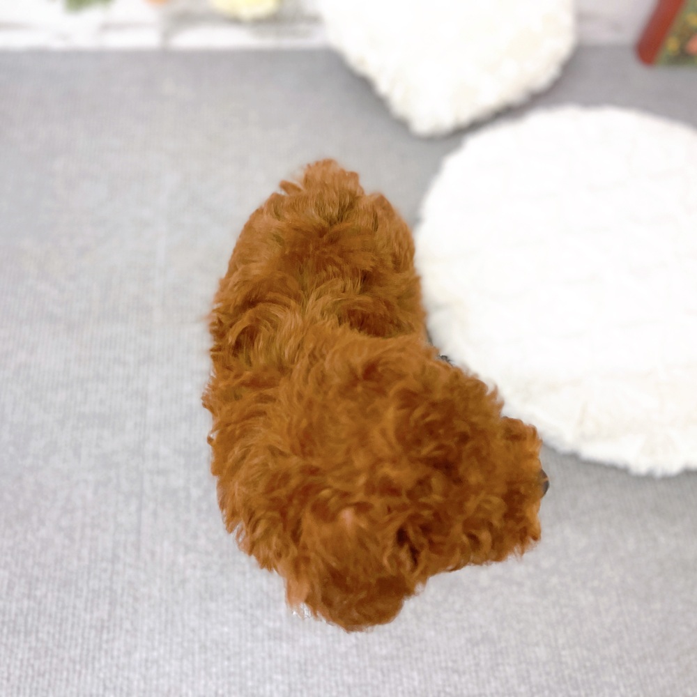 京都府のトイプードル(タイニー) (犬の家＆猫の里京都樟葉店/2025年10月30日生まれ/男の子/レッドフォーン)の子犬の4枚目の画像