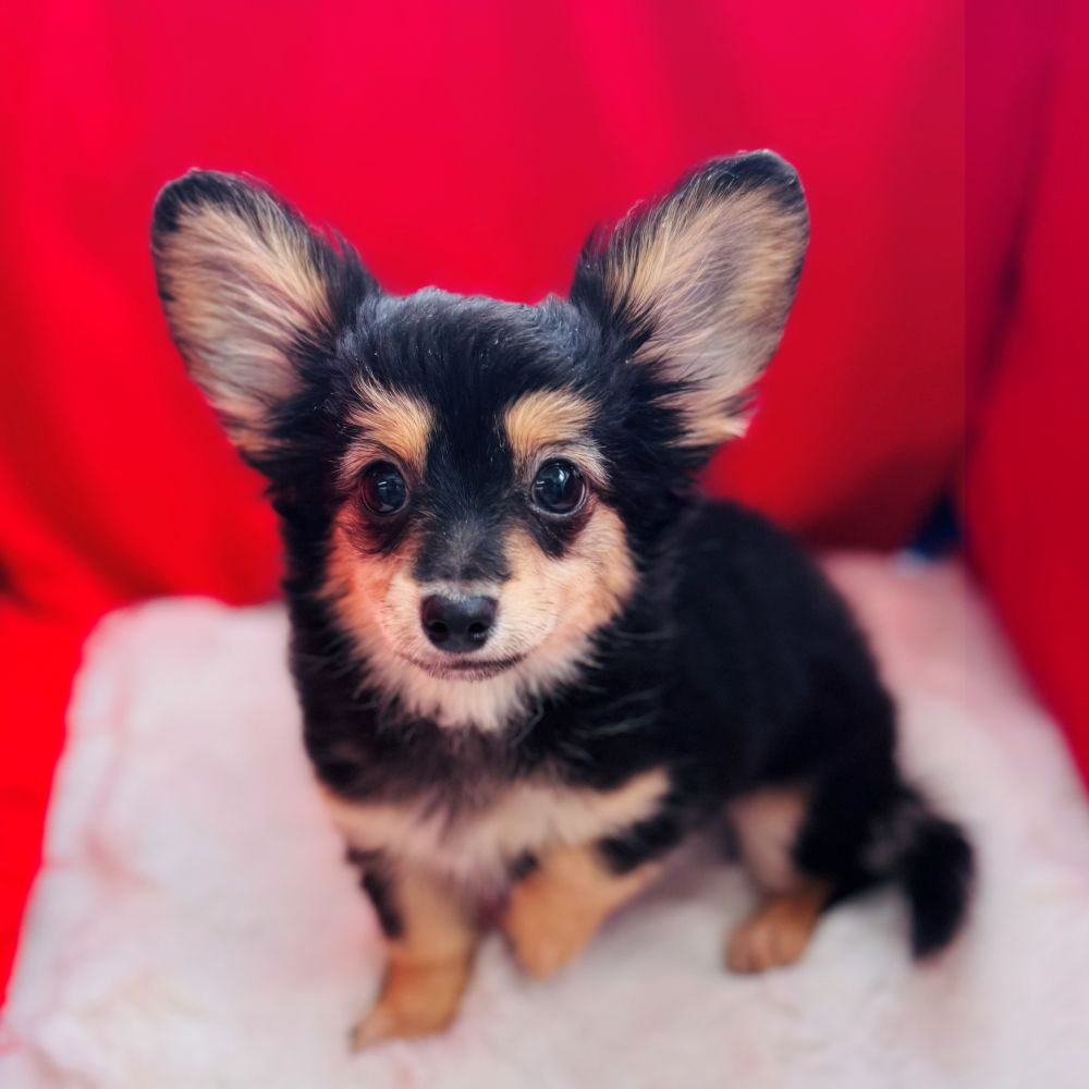 愛知県のチワックス(チワワ×ダックス) (犬の家＆猫の里愛知刈谷店/2025年10月8日生まれ/女の子/ブラックタン)の子犬の4枚目の画像