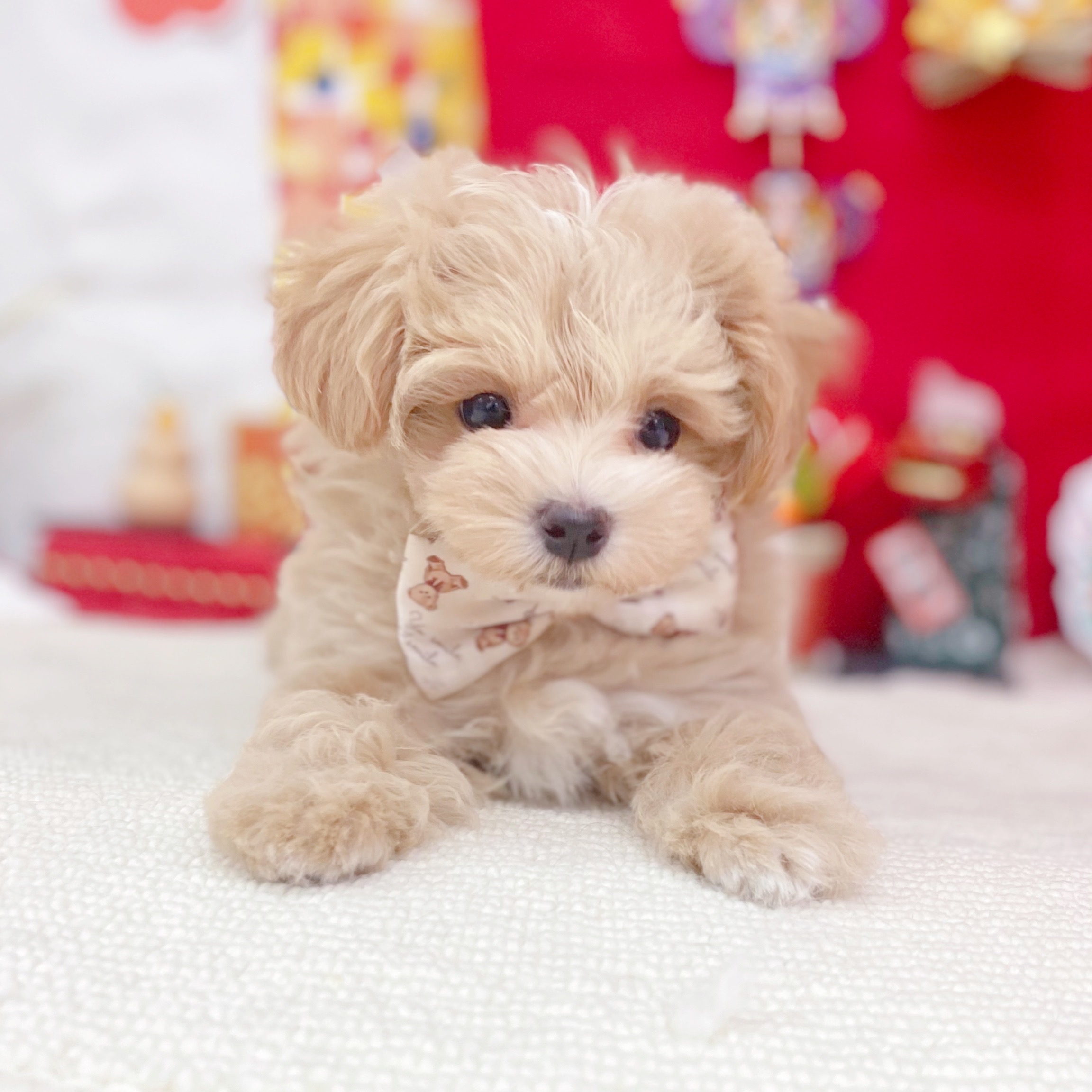 岐阜県のマルプー(マルチーズ×プードル) (犬の家＆猫の里岐南店/2025年10月27日生まれ/女の子/アプリコットホワイト)の子犬の4枚目の画像