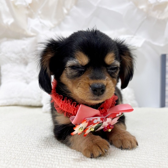 岐阜県のチワックス(チワワ×ダックス) (犬の家＆猫の里カラフルタウン岐阜店/2025年10月29日生まれ/女の子/ブラックタン)の子犬の4枚目の画像