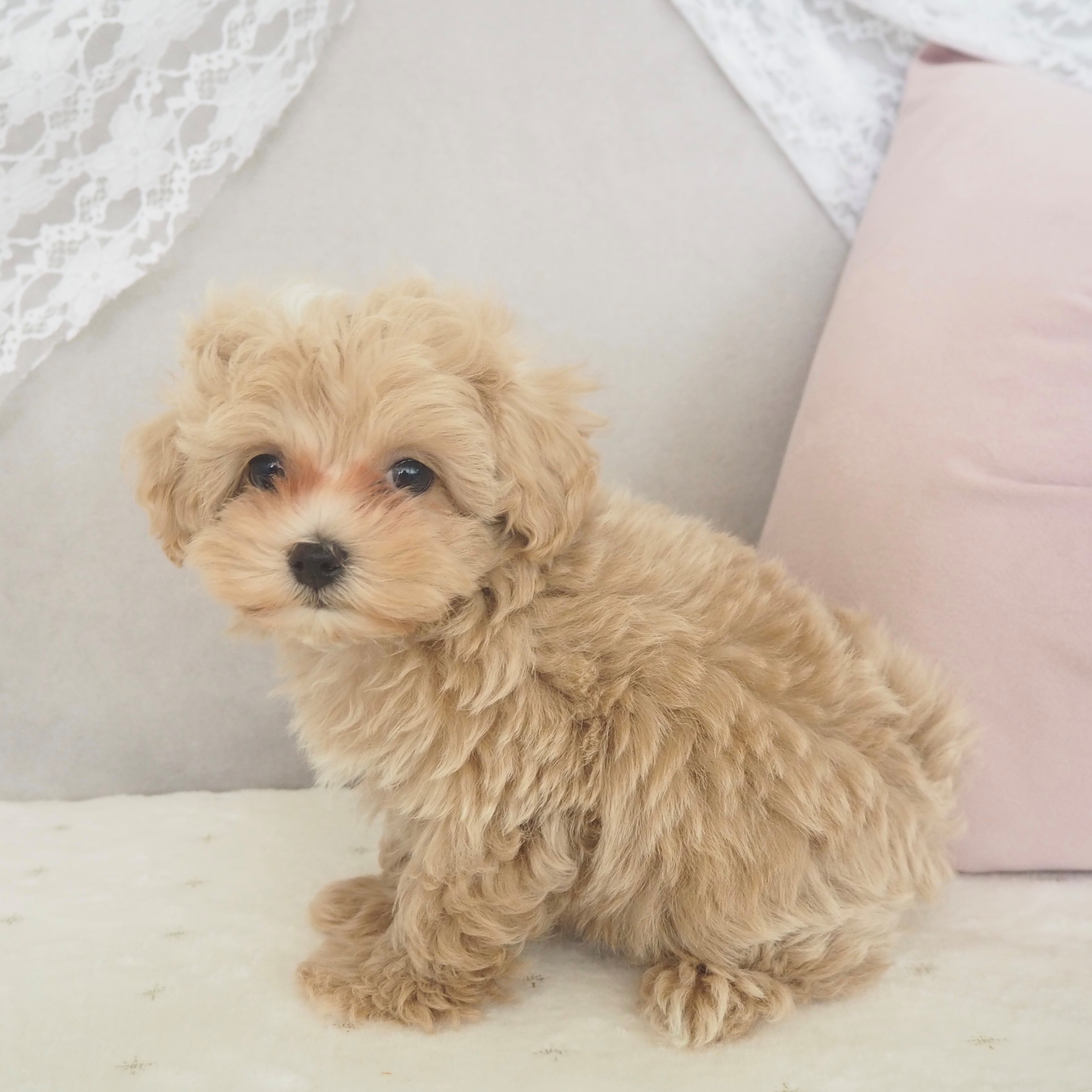 大阪府のマルプー(マルチーズ×プードル) (犬の家＆猫の里もりのみやキューズモールBASE店/2025年10月31日生まれ/男の子/クリームホワイト)の子犬の4枚目の画像