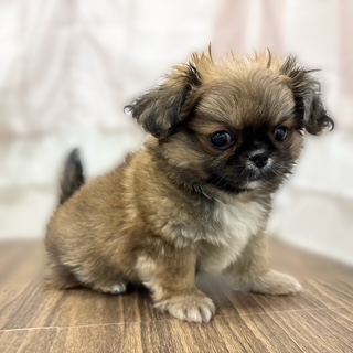 兵庫県のチワペキ/ペキチー/ペキチワ(チワワ×ペキニーズ) (犬の家＆猫の里カナート西神戸店/2025年10月31日生まれ/男の子/フォーン)の子犬の4枚目の画像