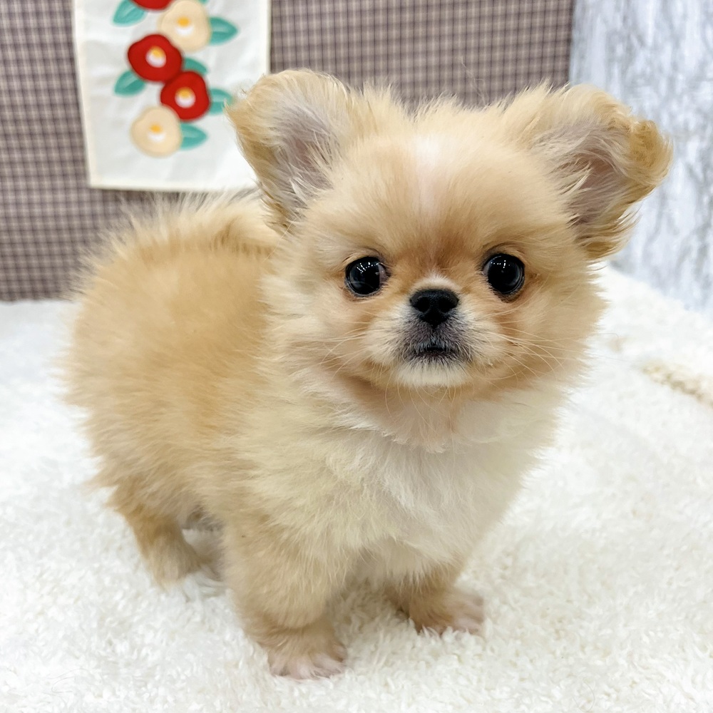 愛知県のチワペキ/ペキチー/ペキチワ(チワワ×ペキニーズ) (犬の家＆猫の里エアポートウォーク店/2025年10月31日生まれ/男の子/クリームホワイト)の子犬の4枚目の画像