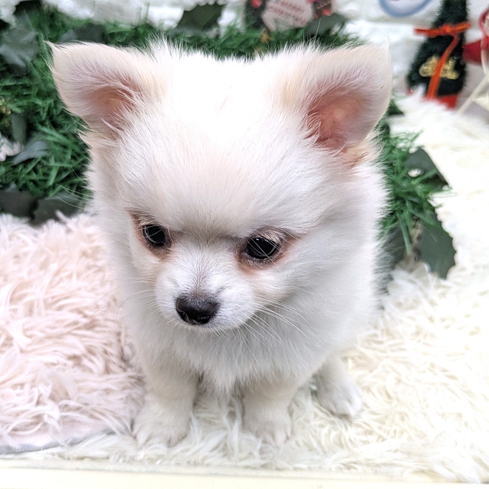 愛知県のポメチワ/チワポメ/ポメチー(ポメラニアン×チワワ) (犬の家＆猫の里MEGAドン・キホーテ東海名和店/2025年11月2日生まれ/女の子/クリーム)の子犬の4枚目の画像