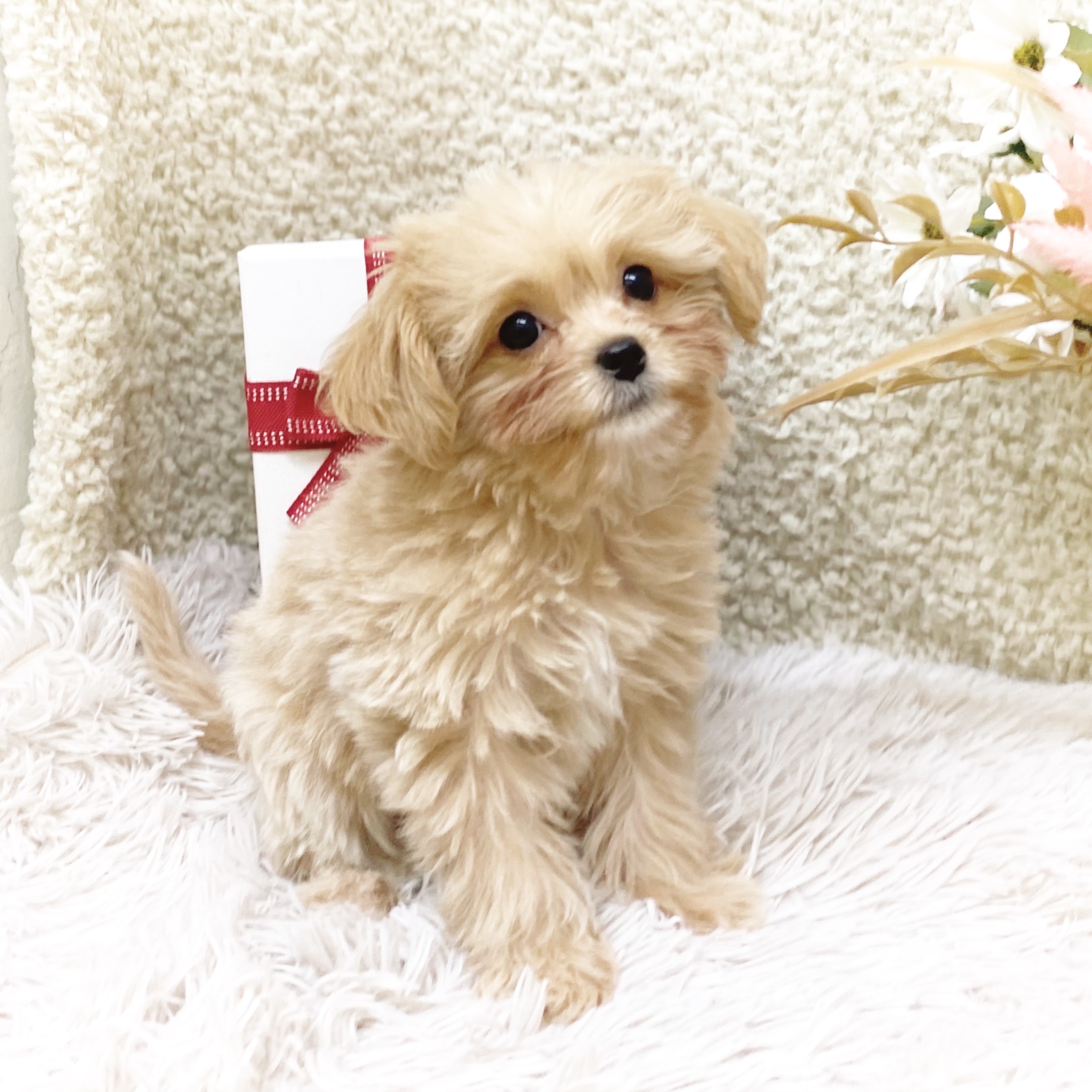 静岡県のチワプー/プーチー(チワワ×プードル) (犬の家＆猫の里藤枝店/2025年10月31日生まれ/女の子/クリームホワイト)の子犬の4枚目の画像