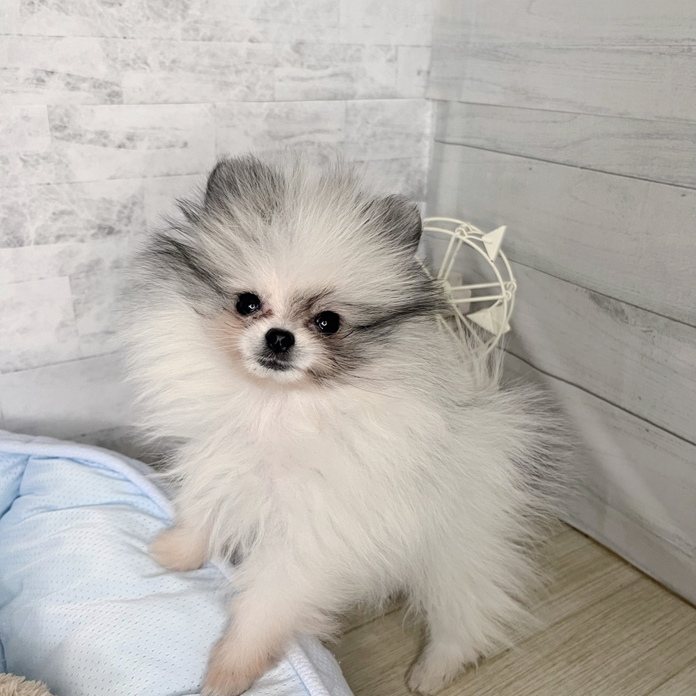 長野県のポメラニアン (犬の家＆猫の里塩尻店/2025年10月19日生まれ/女の子/パーティーカラー)の子犬の4枚目の画像