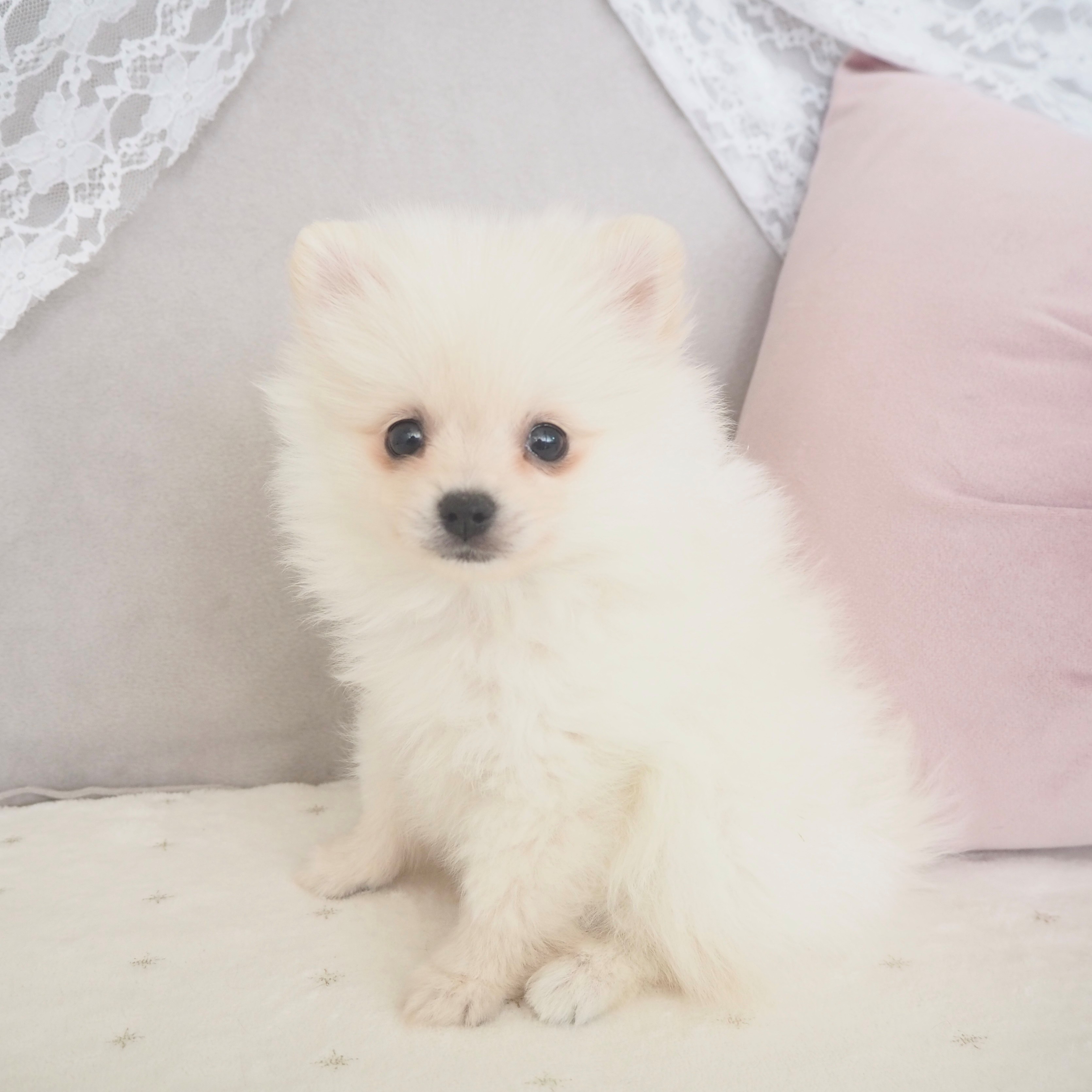 大阪府のポメラニアン (犬の家＆猫の里もりのみやキューズモールBASE店/2025年11月2日生まれ/女の子/クリーム)の子犬の4枚目の画像