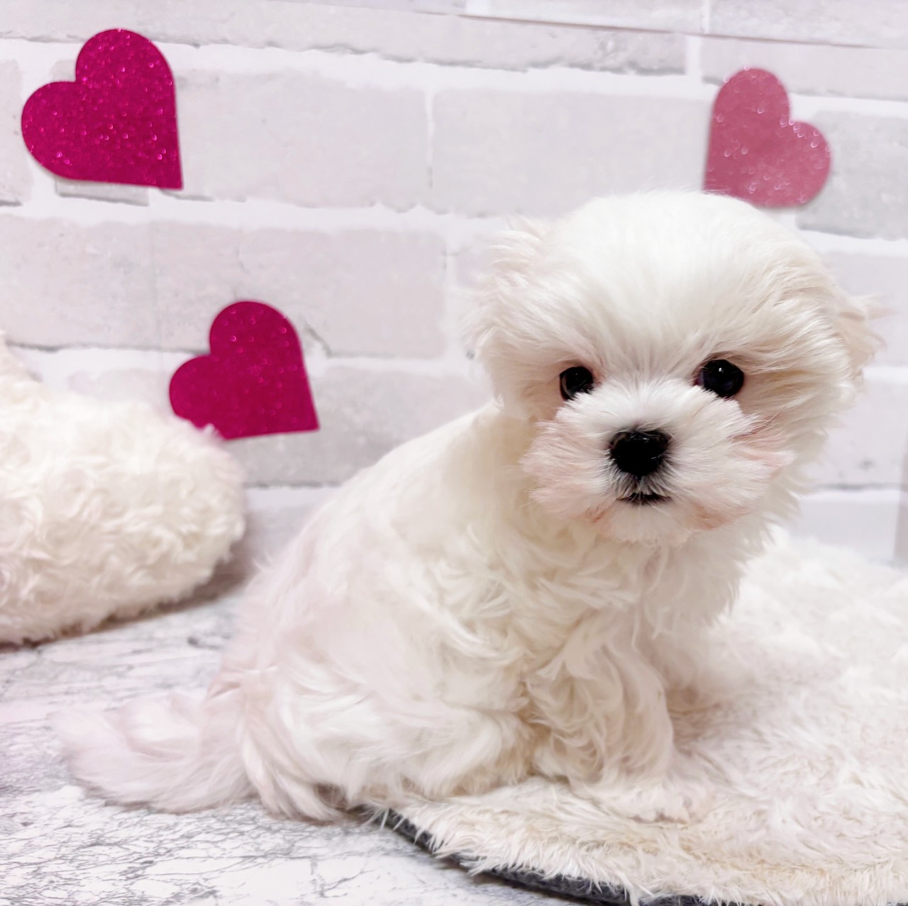 京都府のマルチーズ (犬の家＆猫の里京都精華店/2025年10月31日生まれ/男の子/ホワイト)の子犬の4枚目の画像