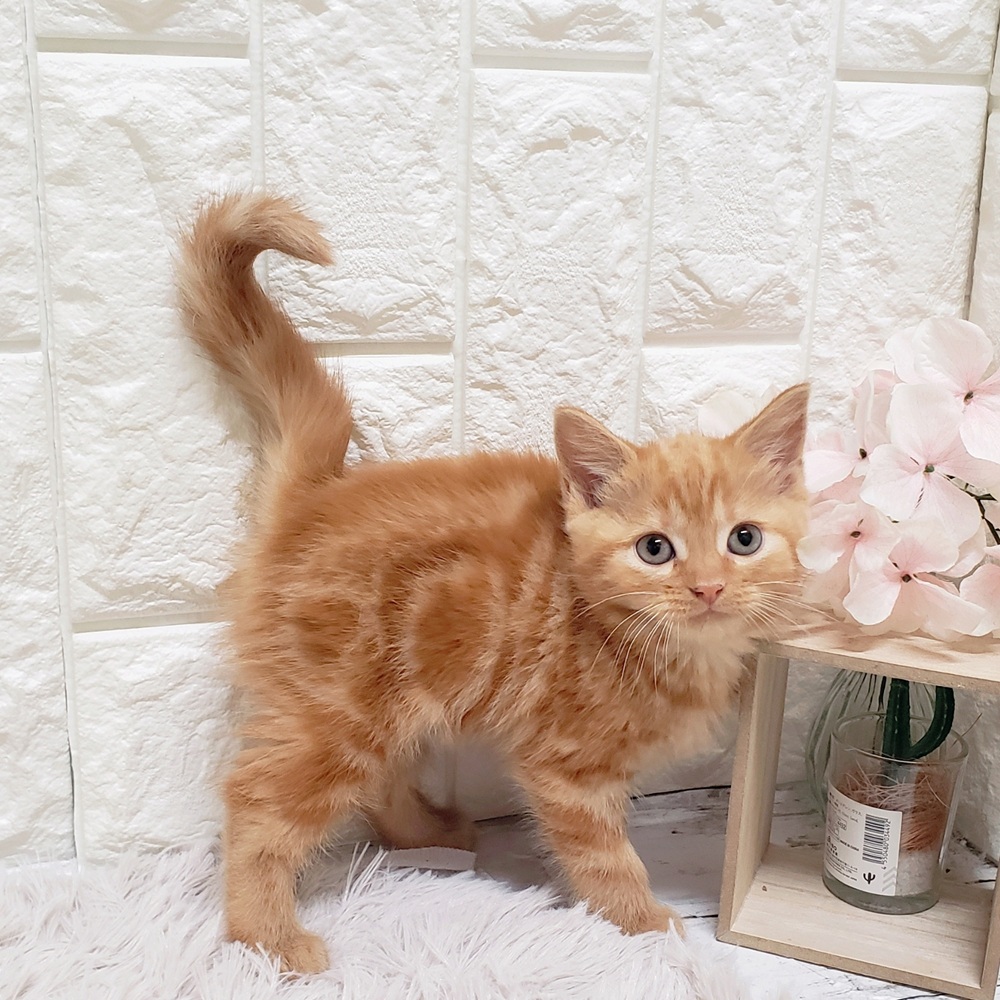 岡山県のスコティッシュフォールド (犬の家＆猫の里岡山店/2025年11月1日生まれ/女の子/レッドタビー)の子猫の4枚目の画像