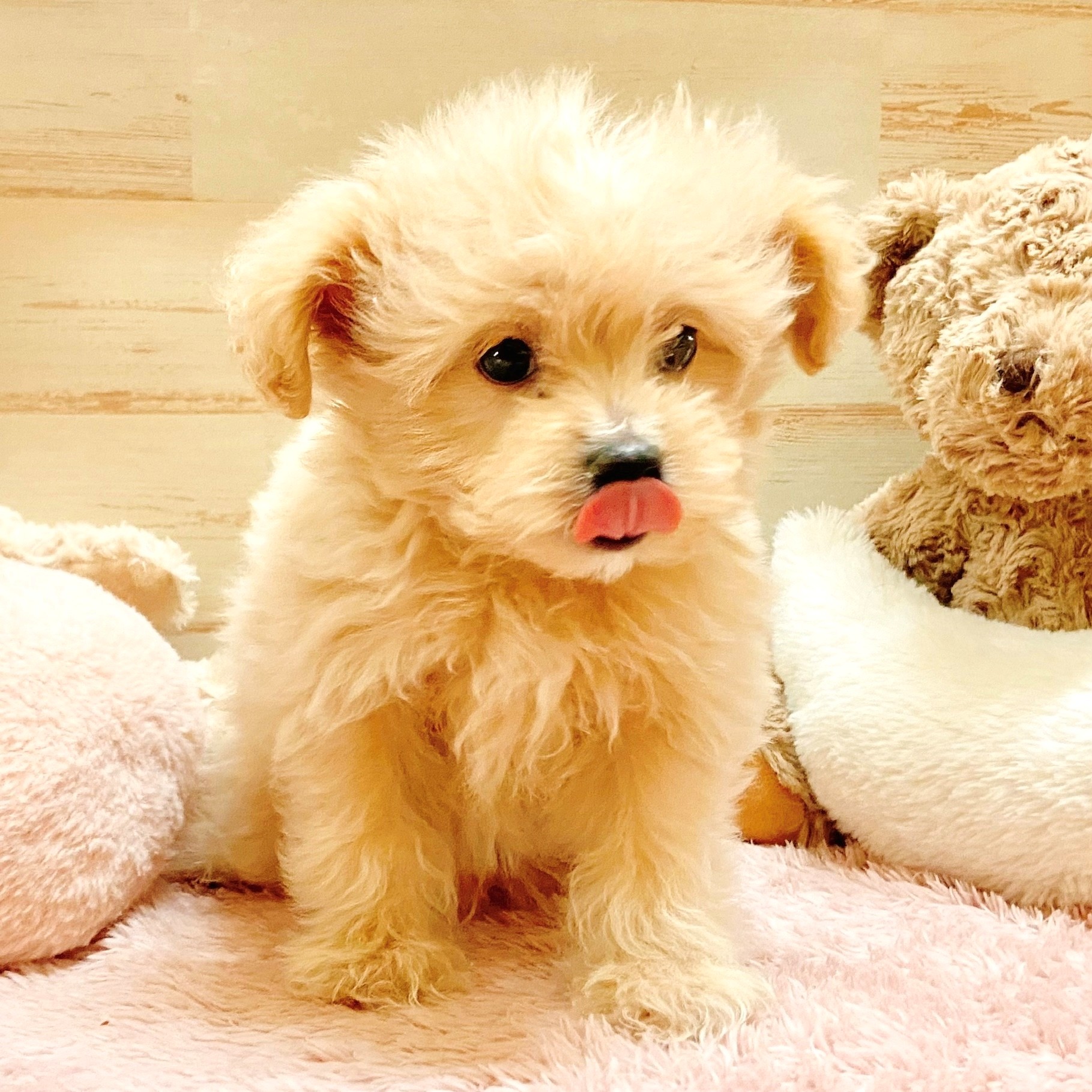 兵庫県のポメプー(ポメラニアン×プードル) (犬の家＆猫の里神戸店/2025年10月27日生まれ/男の子/クリーム)の子犬の4枚目の画像