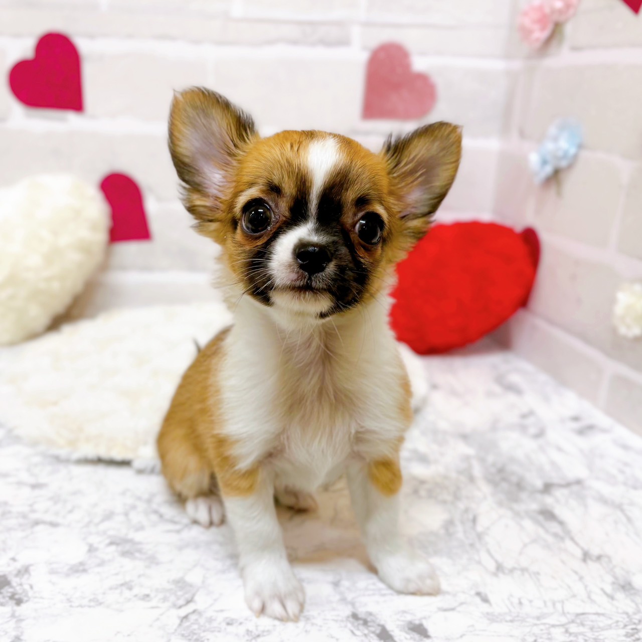 京都府のチワワ(ロング) (犬の家＆猫の里京都精華店/2025年10月28日生まれ/女の子/レッドセーブルホワイト)の子犬の4枚目の画像