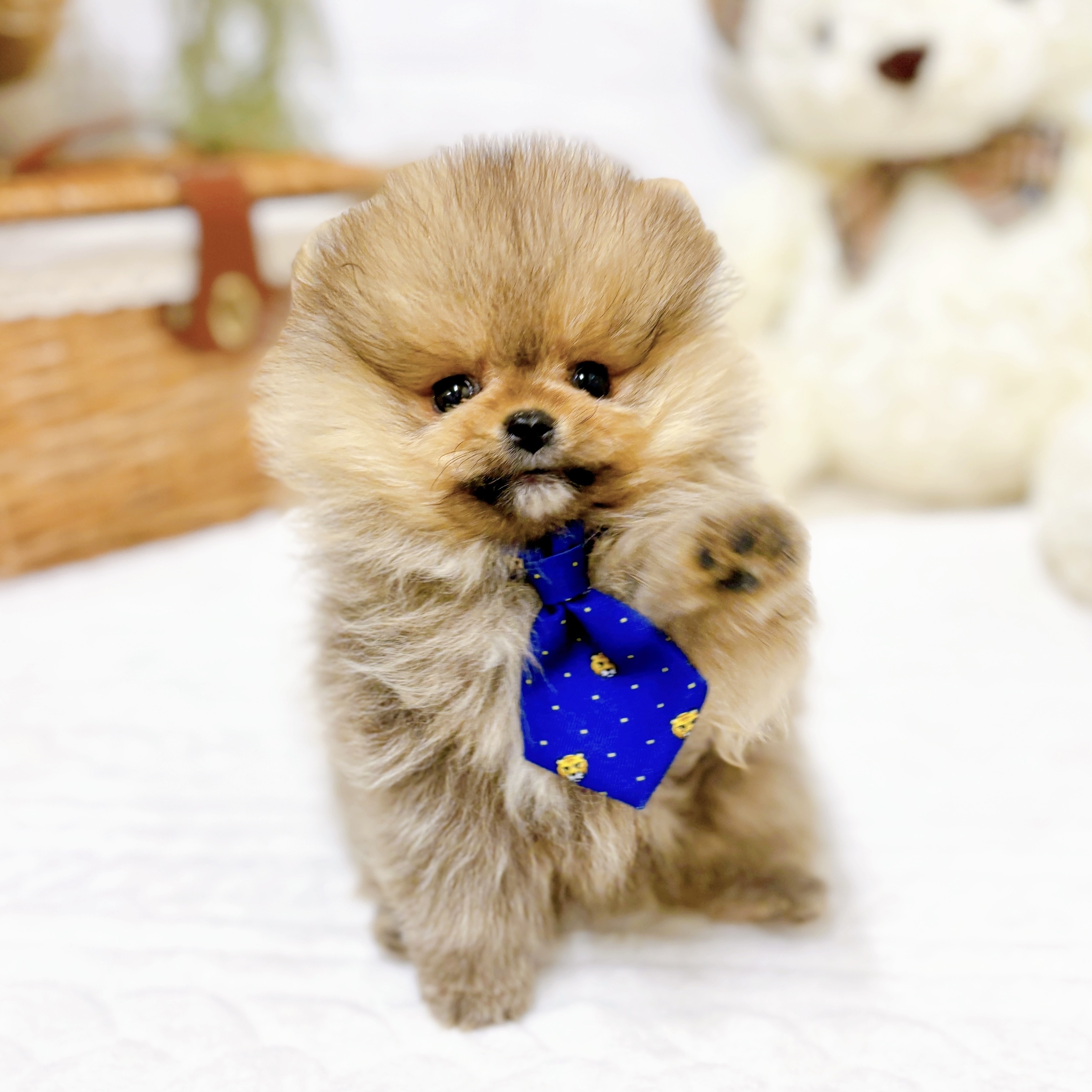 滋賀県のポメラニアン (犬の家＆猫の里近江八幡店/2025年10月30日生まれ/男の子/オレンジ)の子犬の4枚目の画像