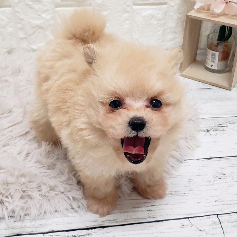 岡山県のポメプー(ポメラニアン×プードル) (犬の家＆猫の里岡山店/2025年11月1日生まれ/男の子/クリーム)の子犬の4枚目の画像
