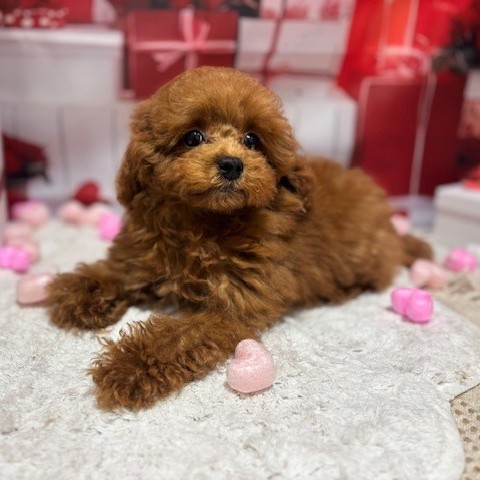 福岡県のトイプードル(トイ) (犬の家＆猫の里トリアス久山店/2025年10月27日生まれ/女の子/レッド)の子犬の4枚目の画像