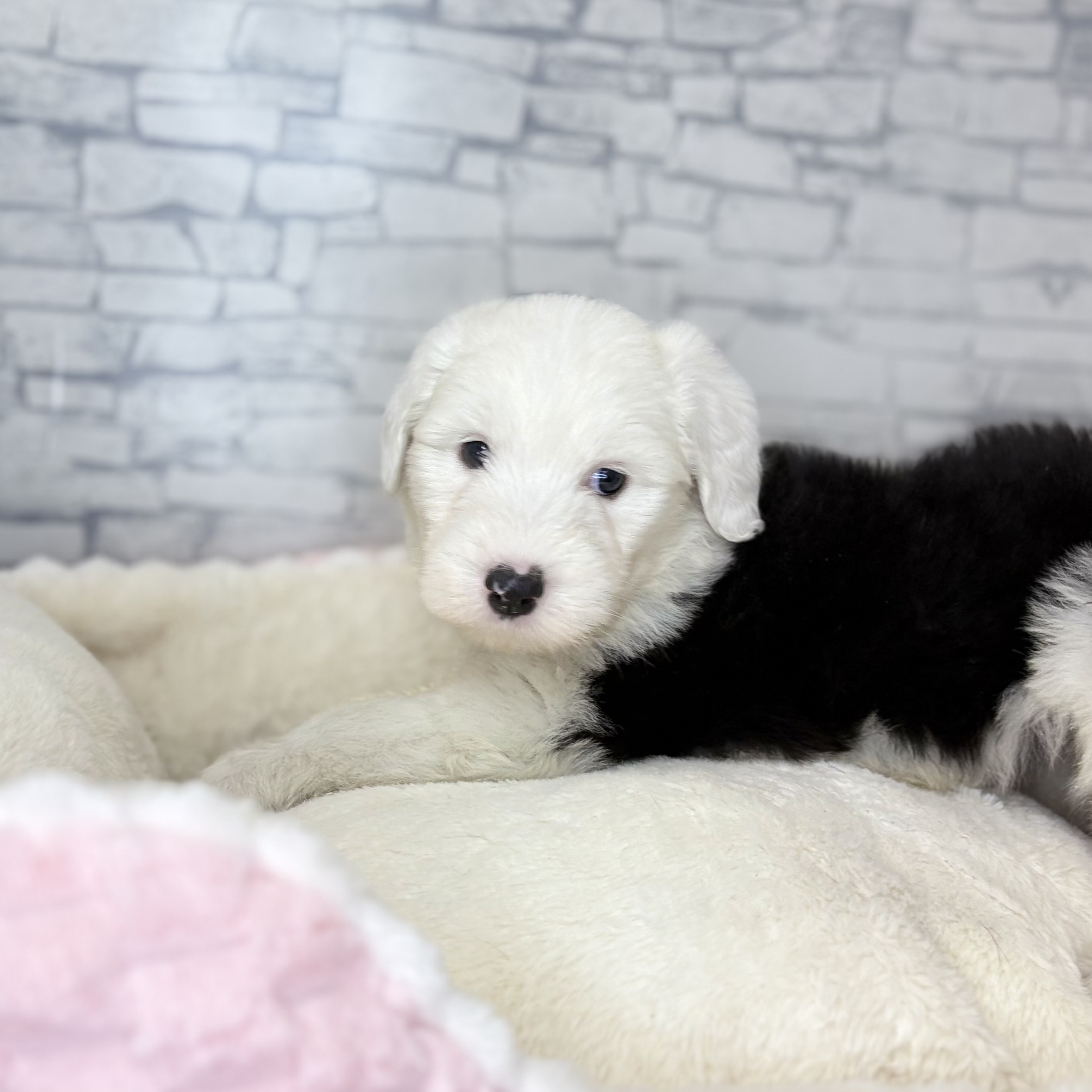 長野県のオールドイングリッシュシープドッグ (犬の家＆猫の里長野店/2025年11月2日生まれ/女の子/グレーホワイト)の子犬の4枚目の画像