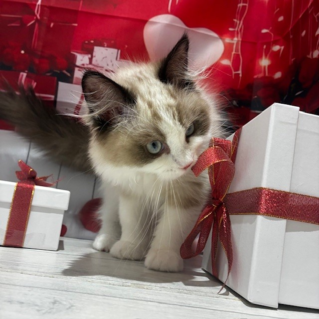 福岡県のラグドール (犬の家＆猫の里トリアス久山店/2025年10月30日生まれ/女の子/シールポイントバイカラー)の子猫の4枚目の画像