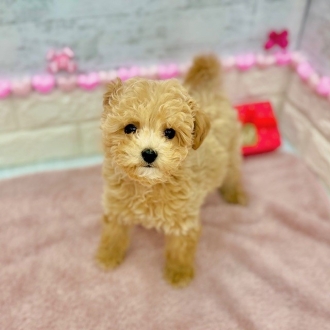 静岡県のビションプー(ビションフリーゼ×プードル) (犬の家＆猫の里プレ葉ウォーク浜北店/2025年11月2日生まれ/男の子/アプリコット)の子犬の1枚目の画像