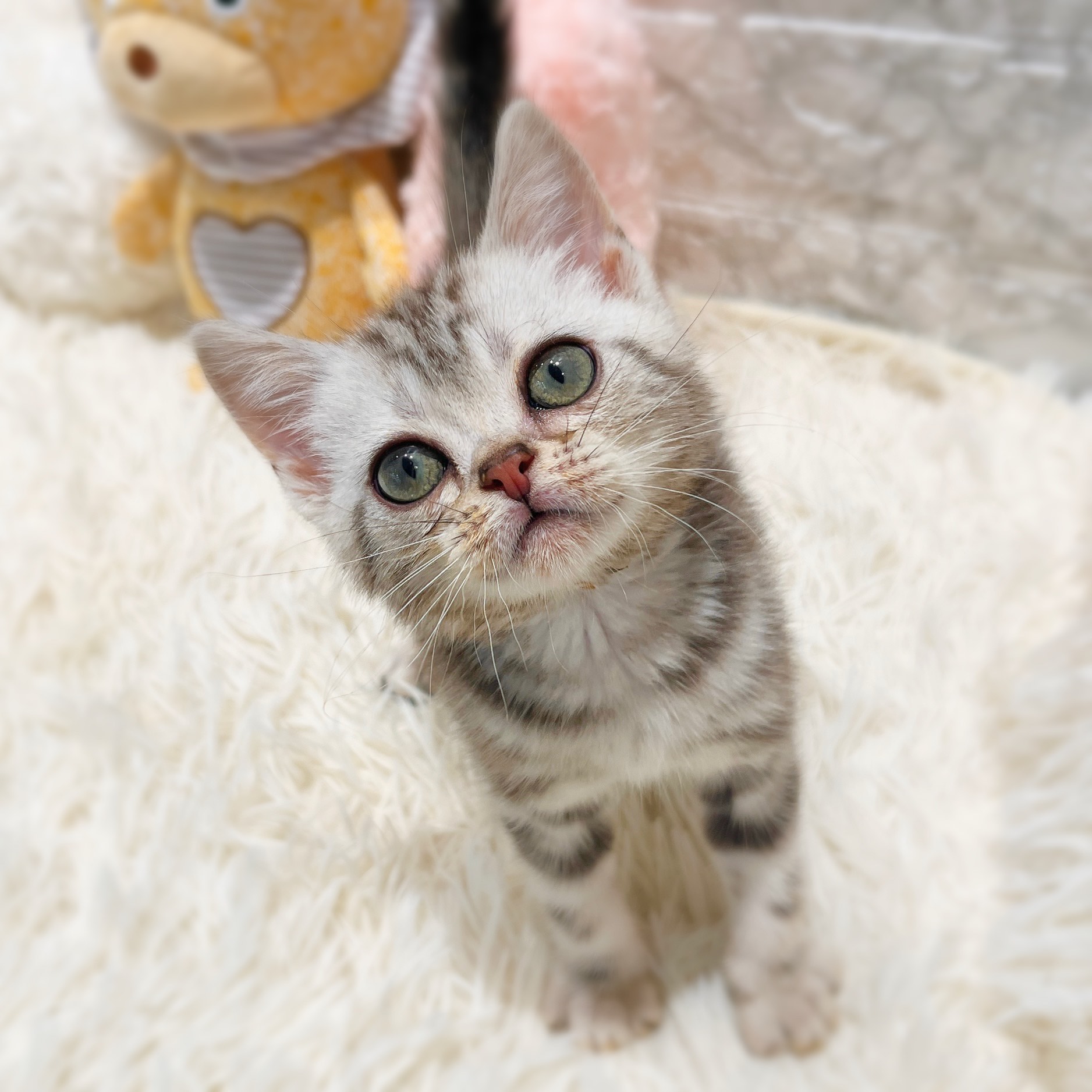 愛知県のアメリカンショートヘアー (犬の家＆猫の里MiO香久山店/2025年10月28日生まれ/男の子/シルバータビー)の子猫の1枚目の画像