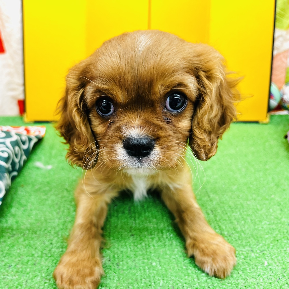 愛知県のキャバリアキングチャールズスパニエル (犬の家＆猫の里名古屋天白店/2025年11月2日生まれ/男の子/ルビー)の子犬の4枚目の画像