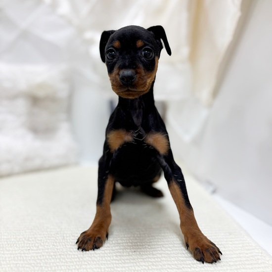 岐阜県のミニチュアピンシャー (犬の家＆猫の里カラフルタウン岐阜店/2025年11月2日生まれ/女の子/ブラックタン)の子犬の4枚目の画像