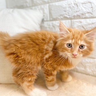 東京都のメインクーン (犬の家＆猫の里新宿店/2025年10月28日生まれ/男の子/レッドタビーホワイト)の子猫の4枚目の画像