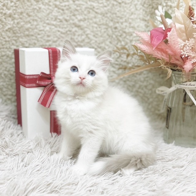 静岡県のラグドール (犬の家＆猫の里藤枝店/2025年11月2日生まれ/女の子/ブルーポイントバイカラー)の子猫の4枚目の画像