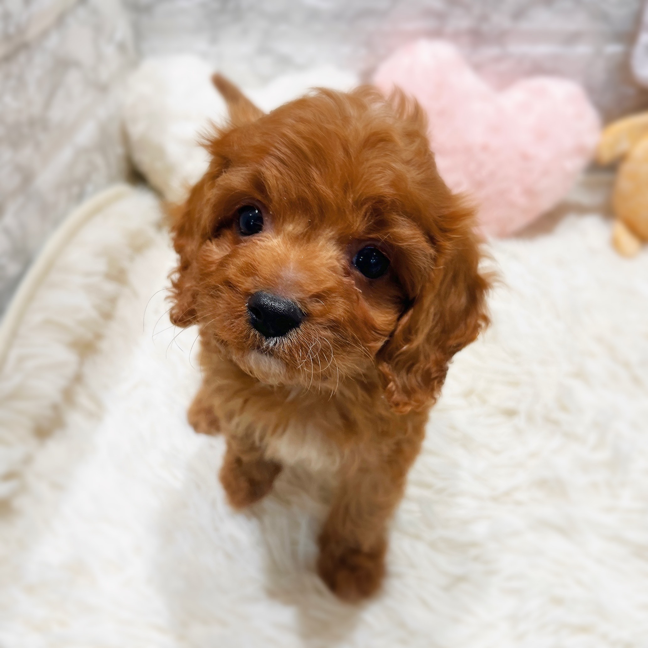 愛知県のキャバプー(キャバリア×プードル) (犬の家＆猫の里MiO香久山店/2025年11月2日生まれ/男の子/レッド)の子犬の4枚目の画像