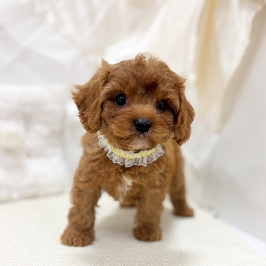 岐阜県のキャバプー(キャバリア×プードル) (犬の家＆猫の里カラフルタウン岐阜店/2025年11月2日生まれ/男の子/レッド)の子犬の4枚目の画像