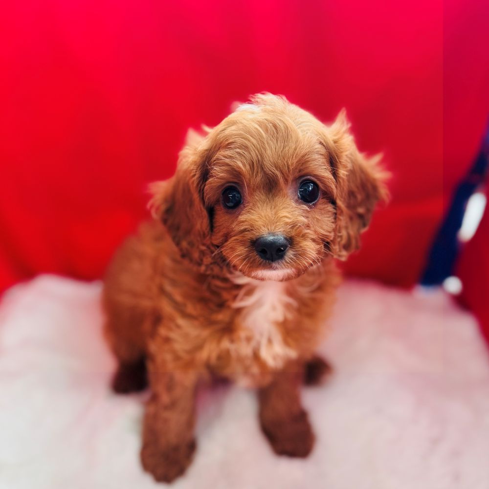 愛知県のキャバプー(キャバリア×プードル) (犬の家＆猫の里愛知刈谷店/2025年11月2日生まれ/女の子/レッド)の子犬の4枚目の画像
