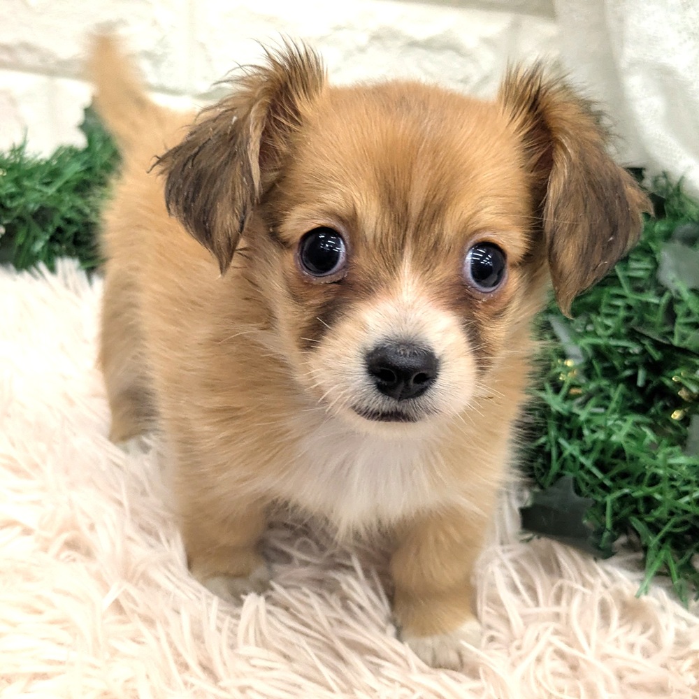 愛知県のチワックス(チワワ×ダックス) (犬の家＆猫の里MEGAドン・キホーテ東海名和店/2025年10月26日生まれ/男の子/レッドホワイト)の子犬の4枚目の画像